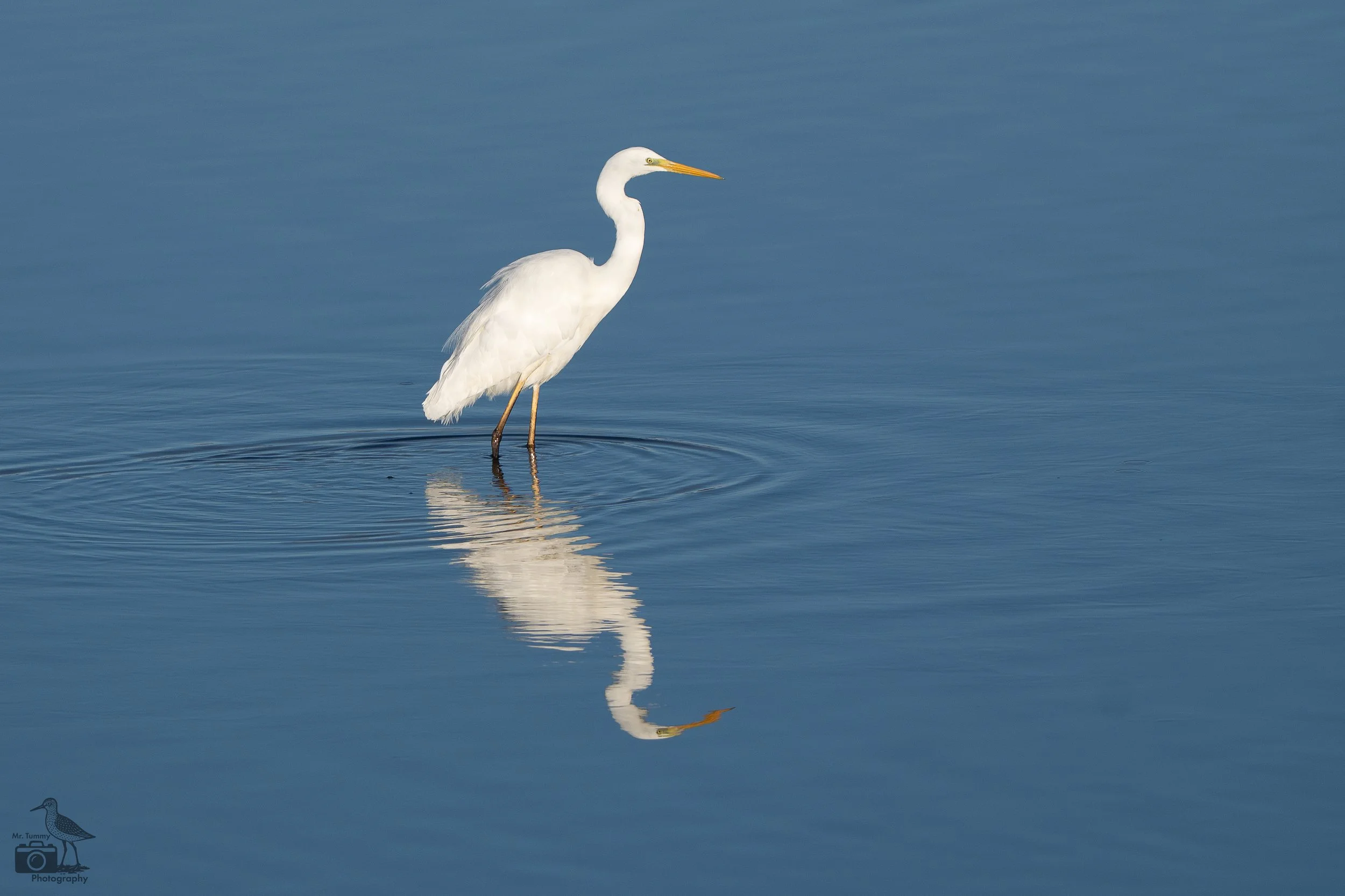 Grote zilverreiger