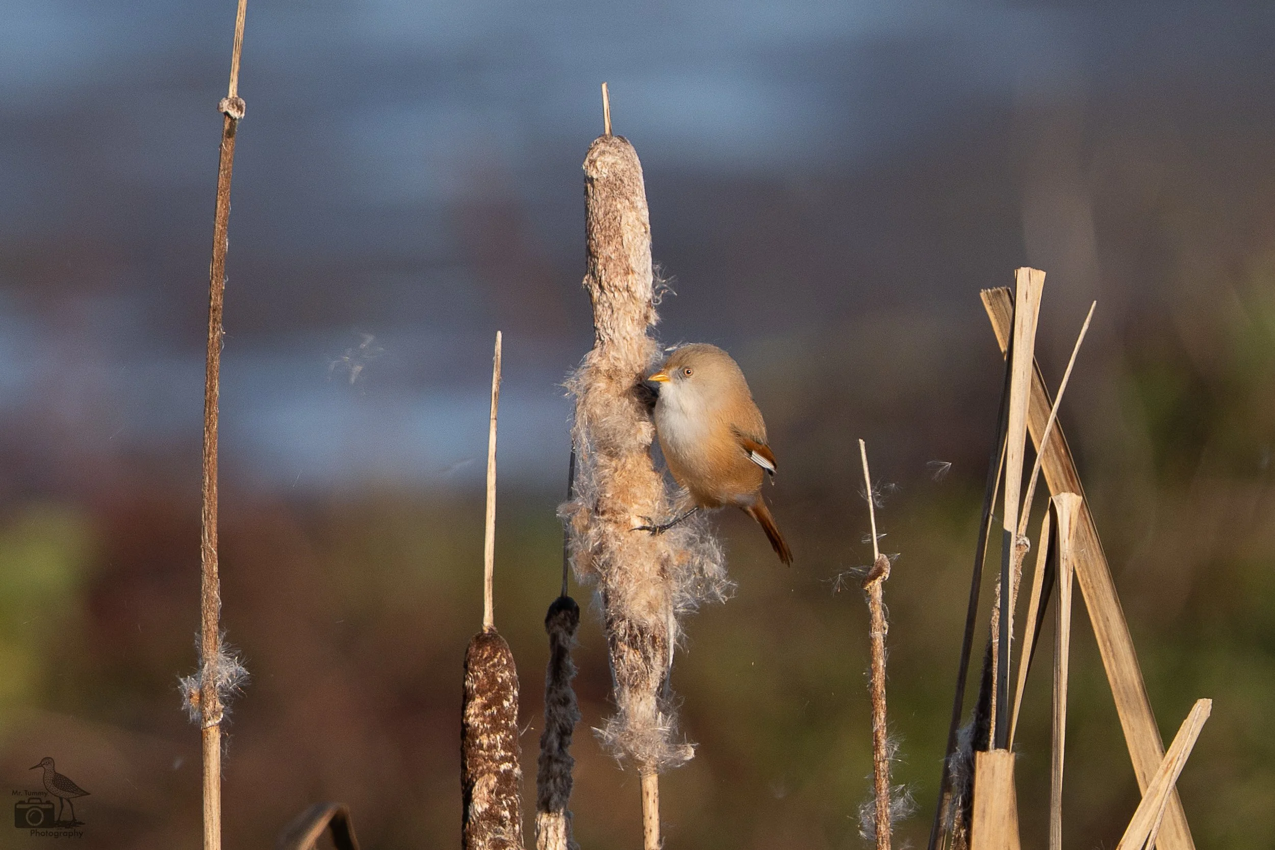 Baardmannetje(vrouw)