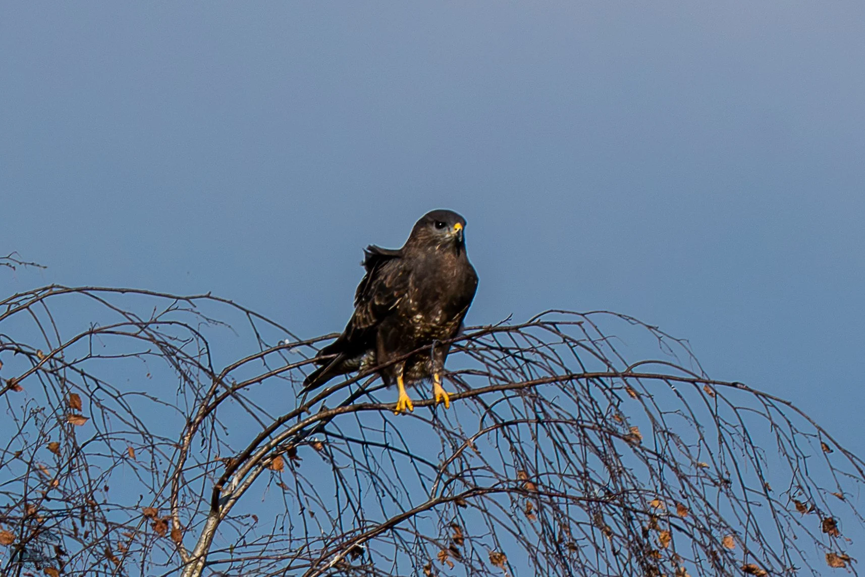 Buizerd