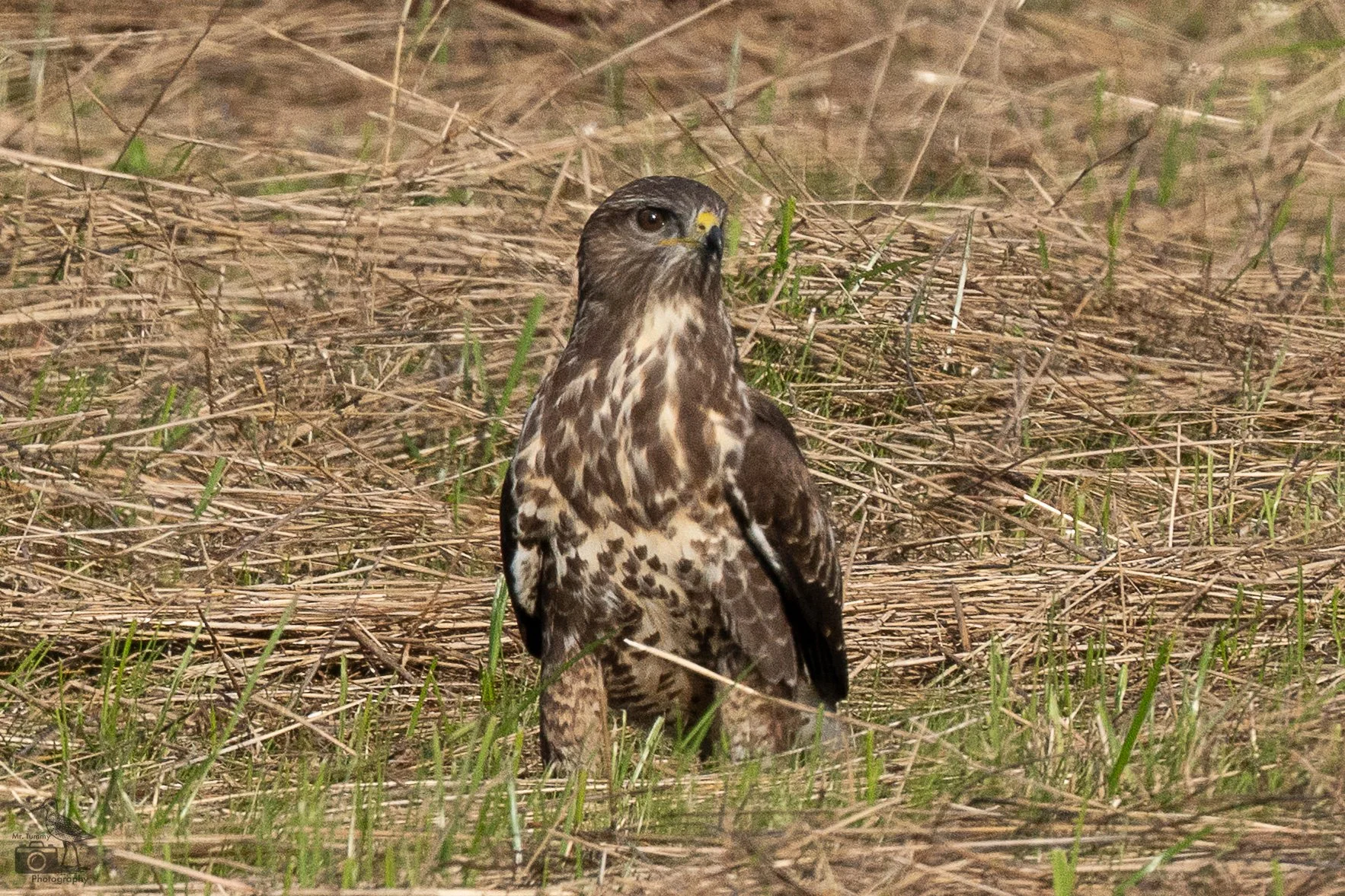 Buizerd