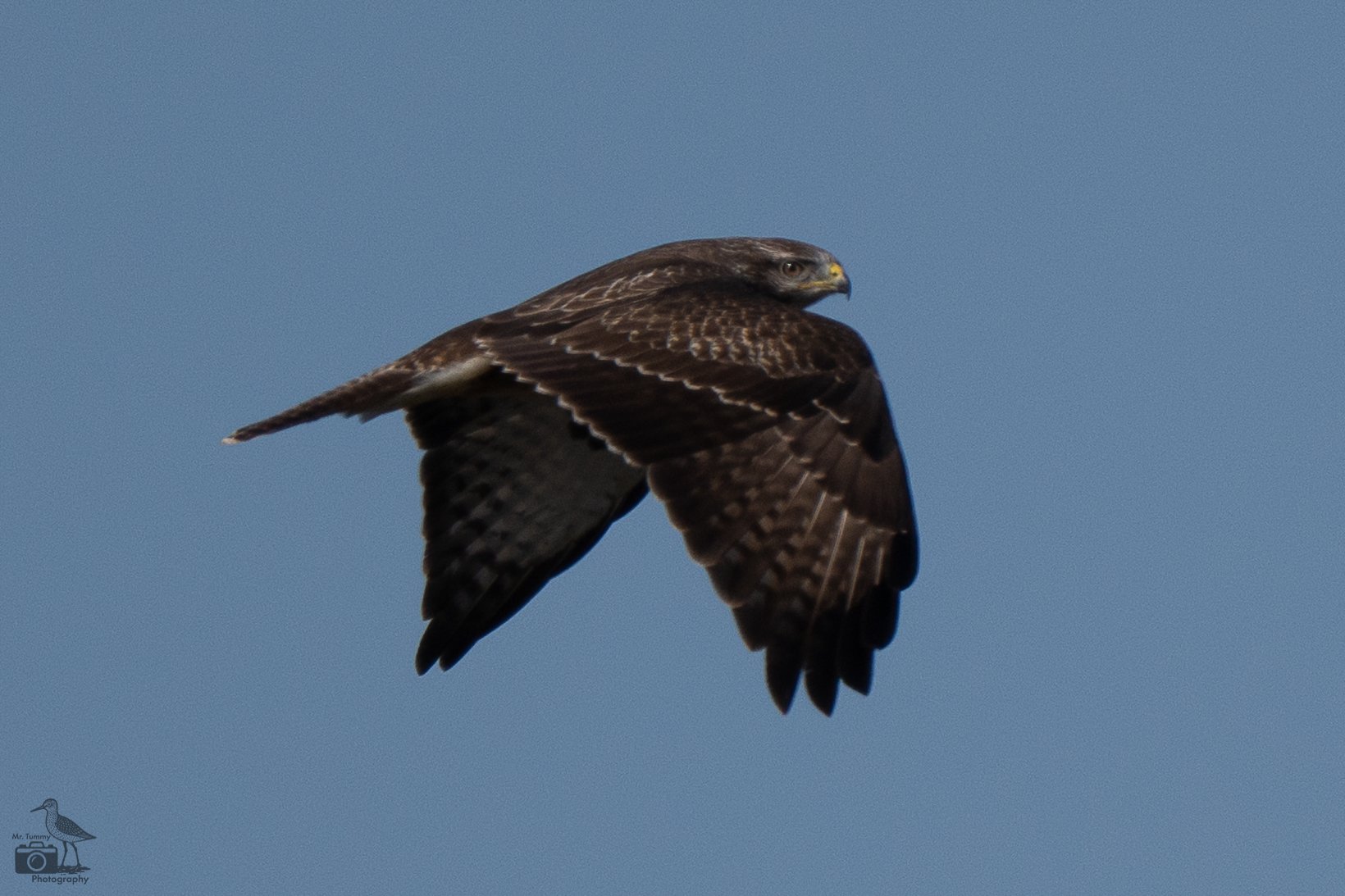 Buizerd