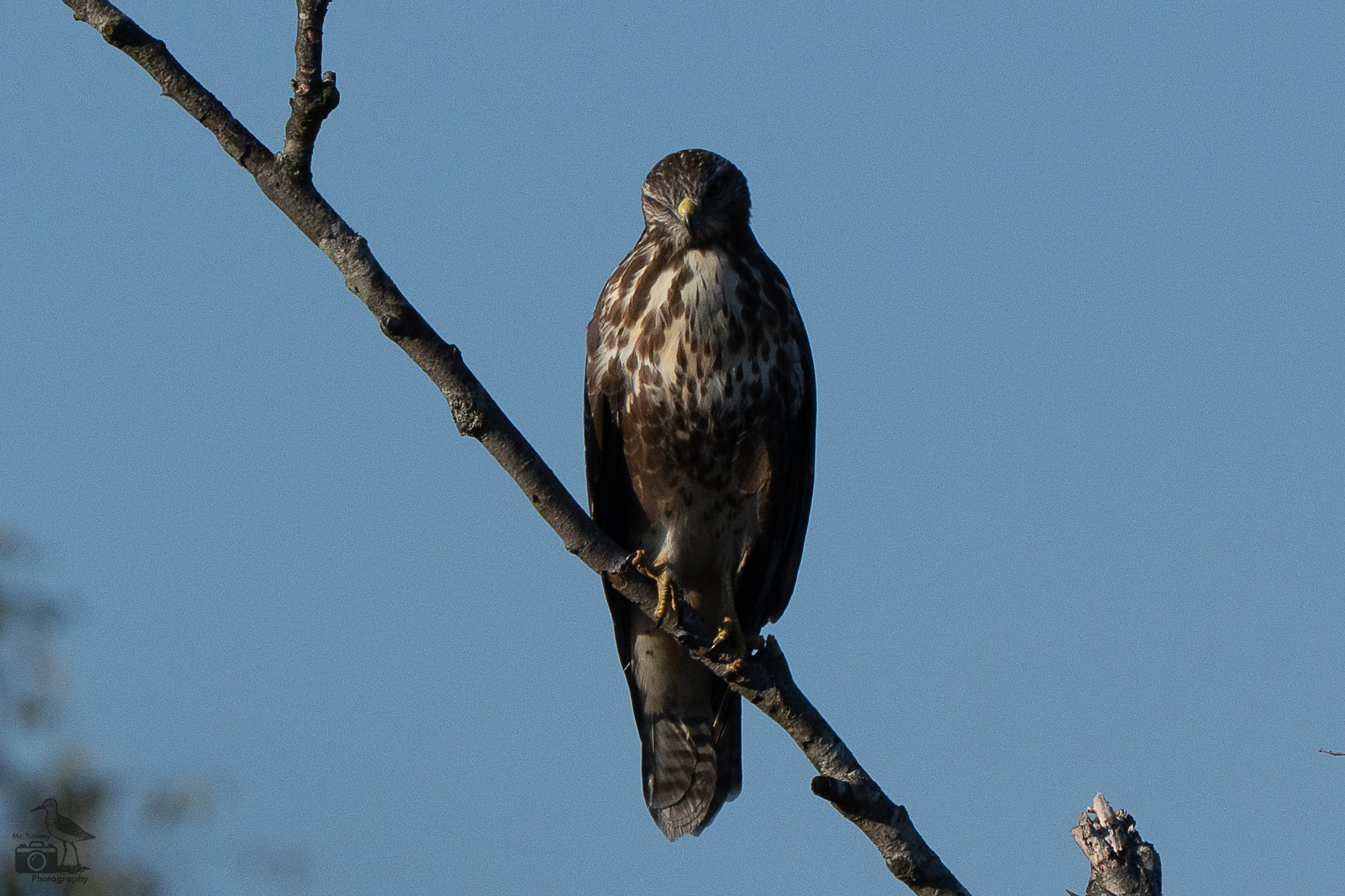 Buizerd