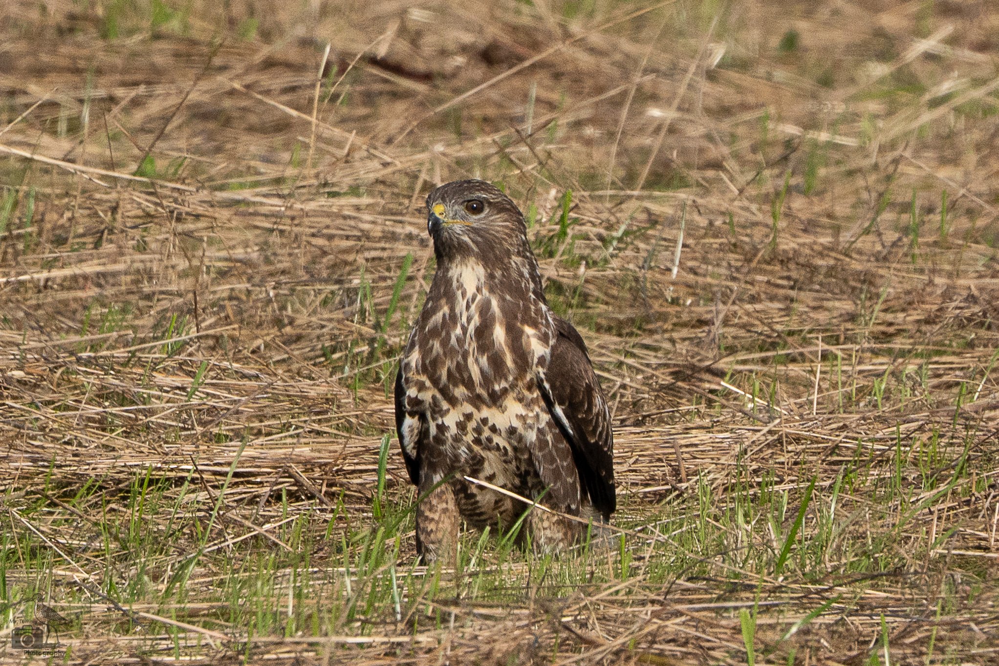 Buizerd