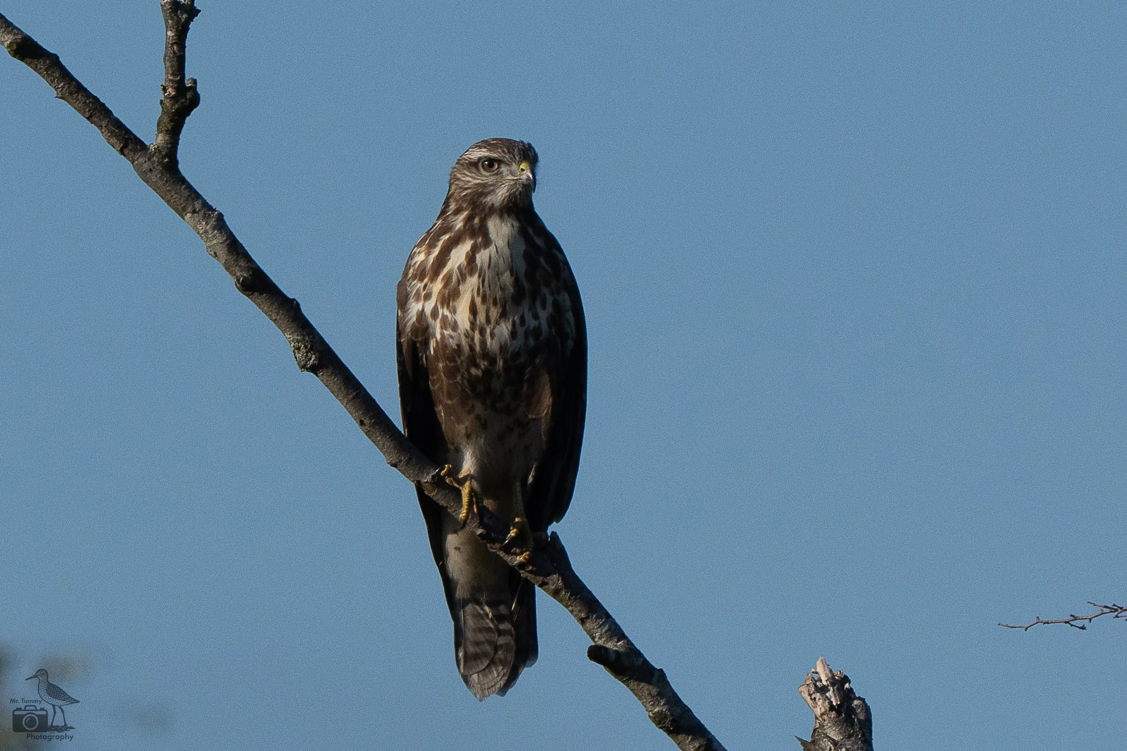 Buizerd
