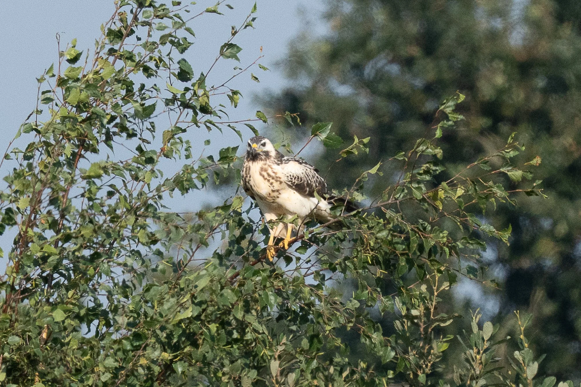 Ondanks de witte kleur stiekem toch een buizerd