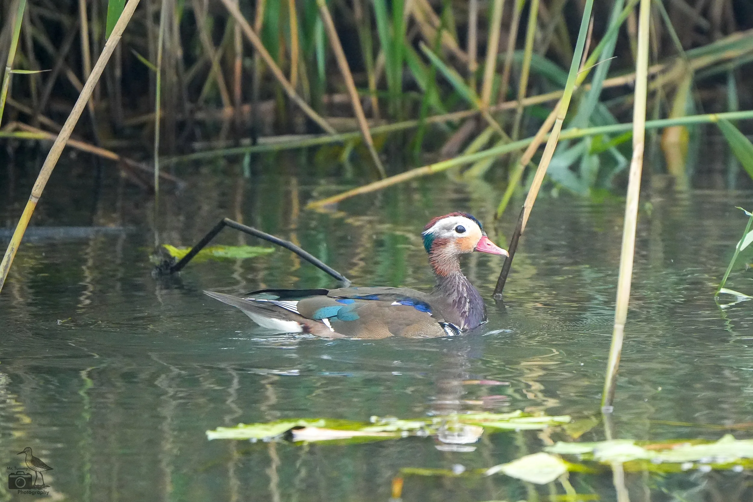 Mandarijneend(locatie: Zutphen)