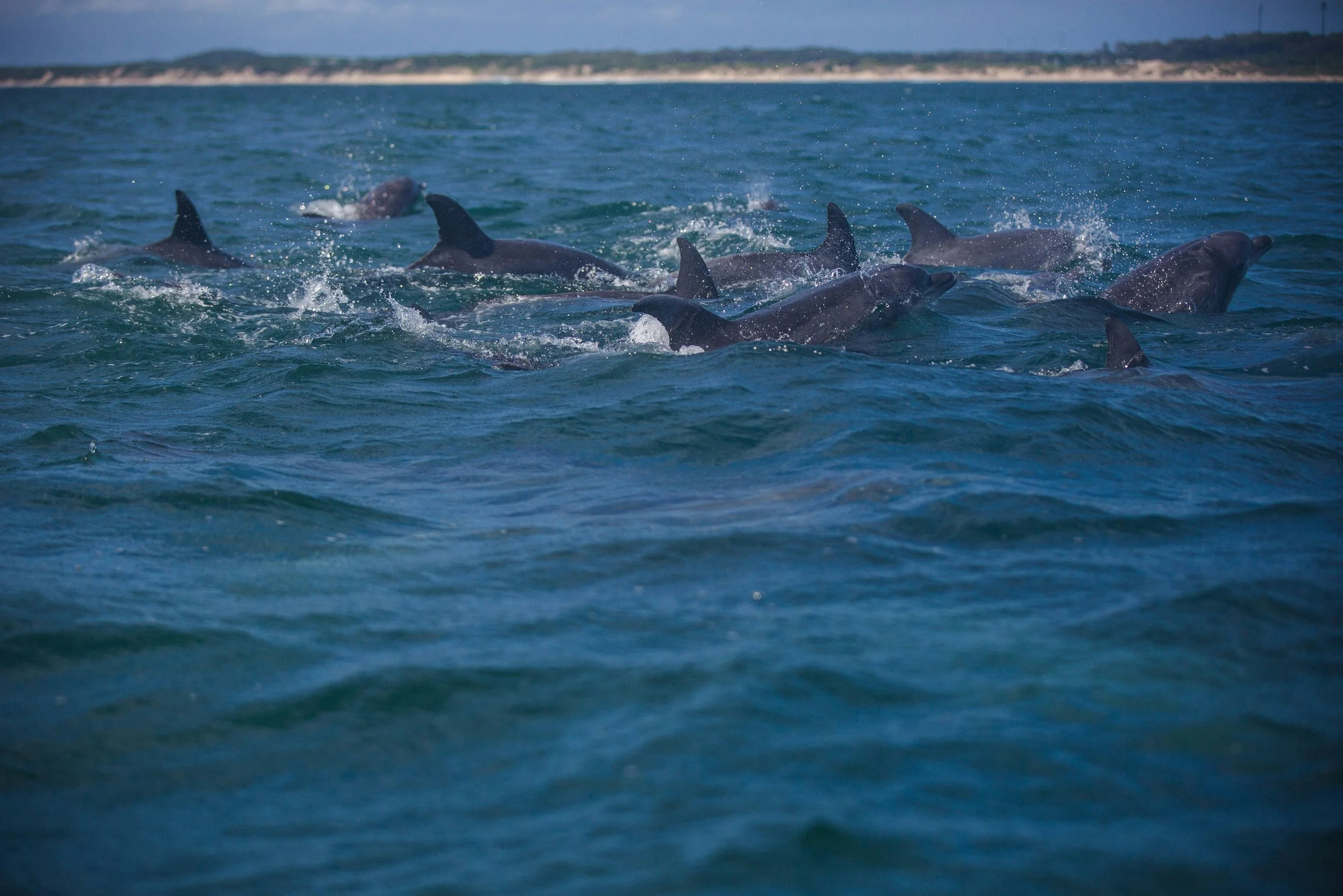 A pod of dolphins swimming and jumping in the ocean in Blouberg, Cape town, South Africa