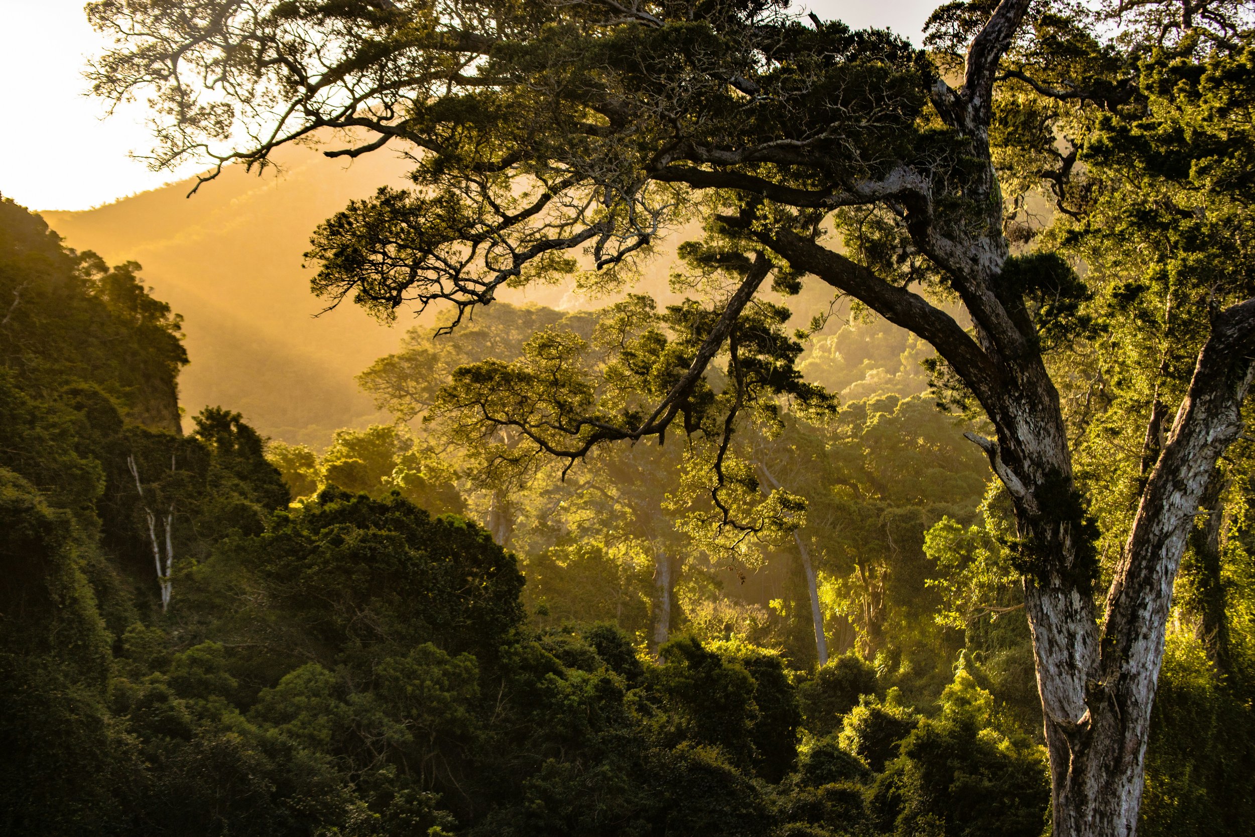 Sunlight filters through the trees in a dense forest with a prominent large tree in the foreground.