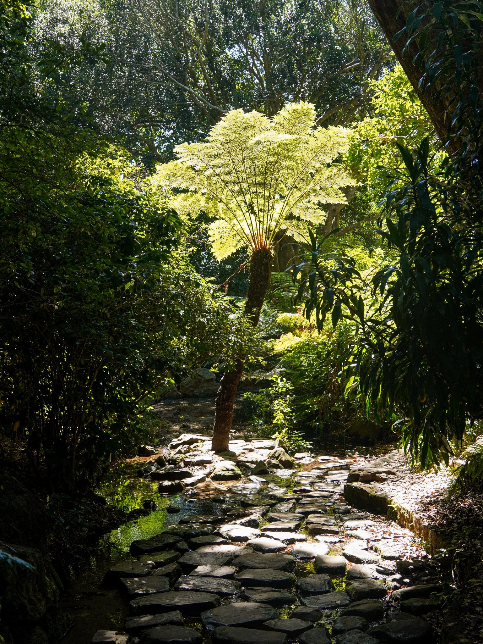 Lush forest path and stream in Kirstenbosch Botanical Gardens in Cape Town.