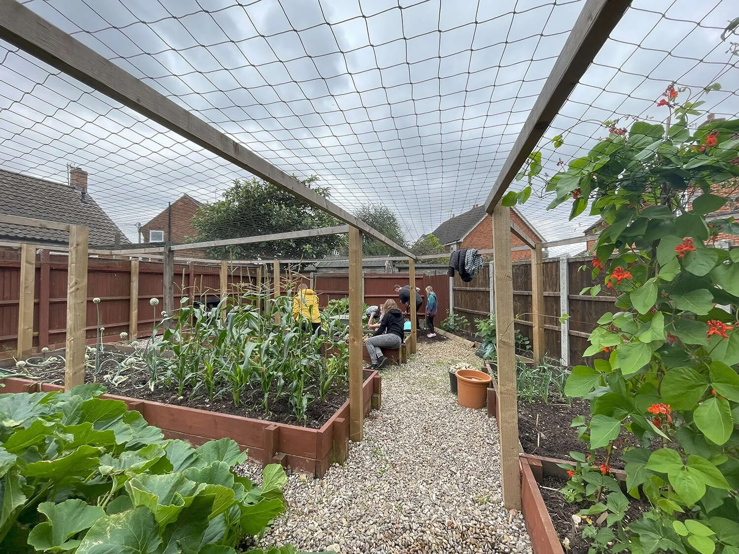 People working in a backyard garden with raised beds filled with plants, surrounded by a wooden fence, under a protective mesh cover.