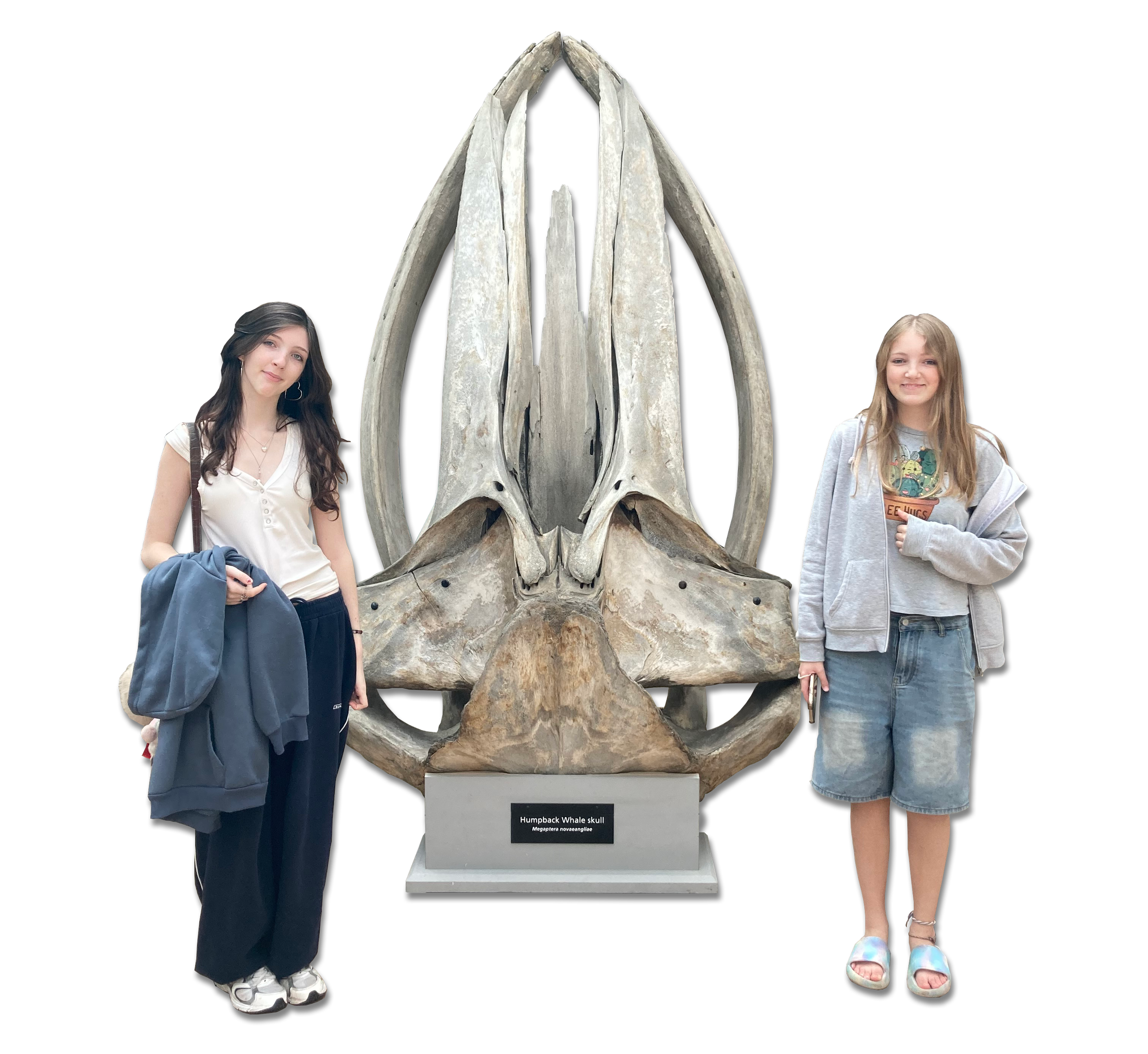 Two girls standing on either side of a large whale skull fossil on display at a museum.