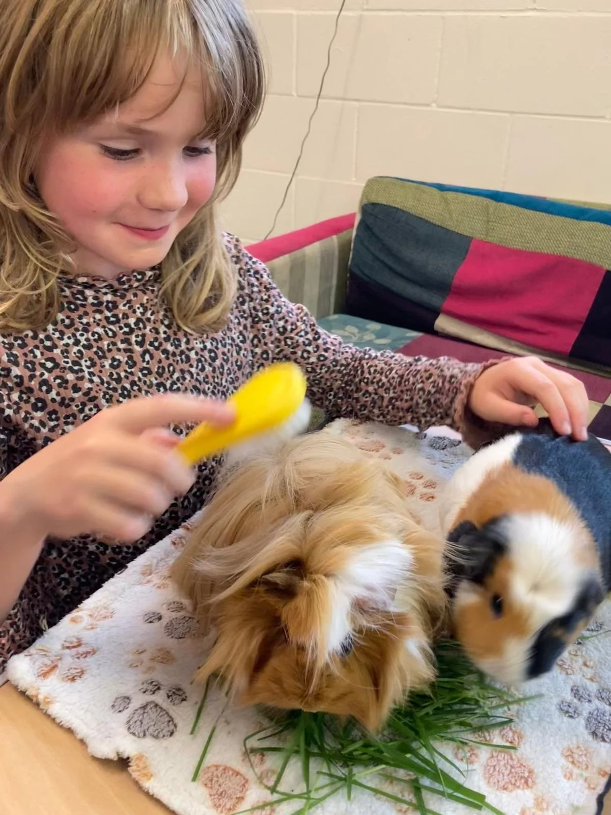 A young girl is brushing a guinea pig and petting another guinea pig on a table with hay and green grass. There are colorful cushions on the couch in the background.