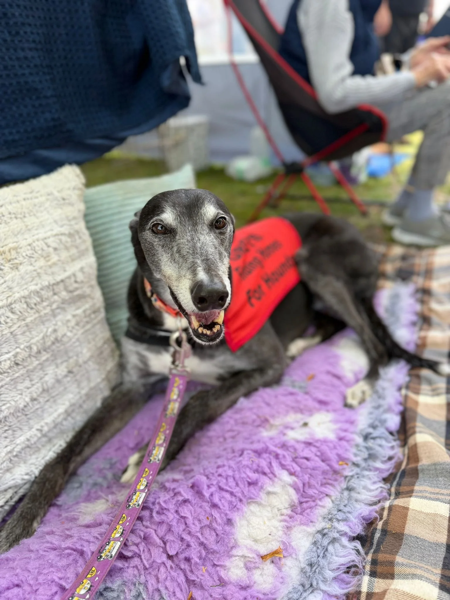 A black and white dog wearing a red vest lying on a purple fuzzy blanket at an outdoor event with several people sitting nearby.