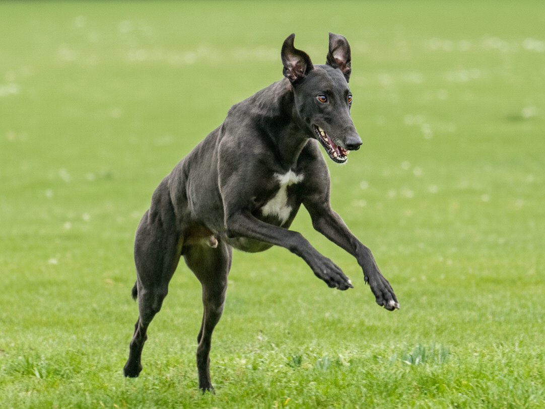 A black dog with a white patch on its chest running on a green field.