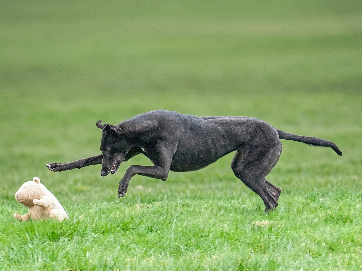 A black dog chasing a small stuffed animal in a grassy field.