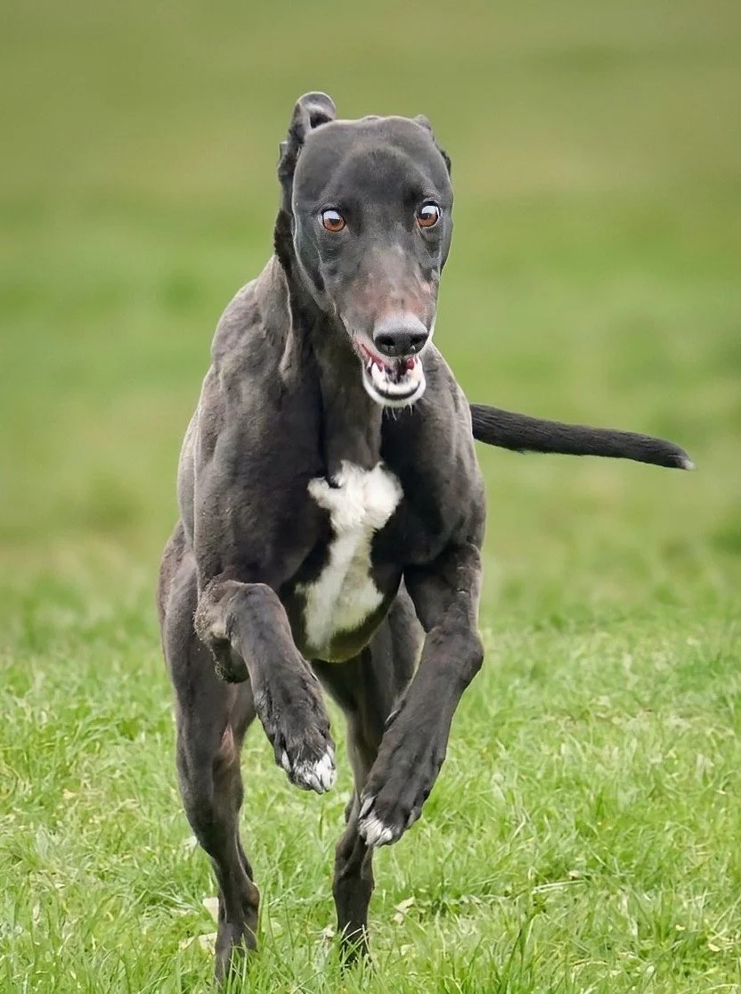 A greyhound with a black face running on a grassy field.