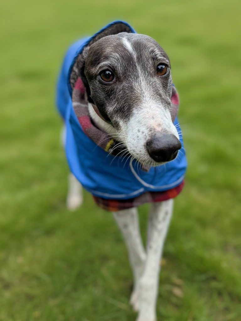 A dog with a slender face and large eyes, wearing a blue jacket and a hoodie, standing on a grassy field.