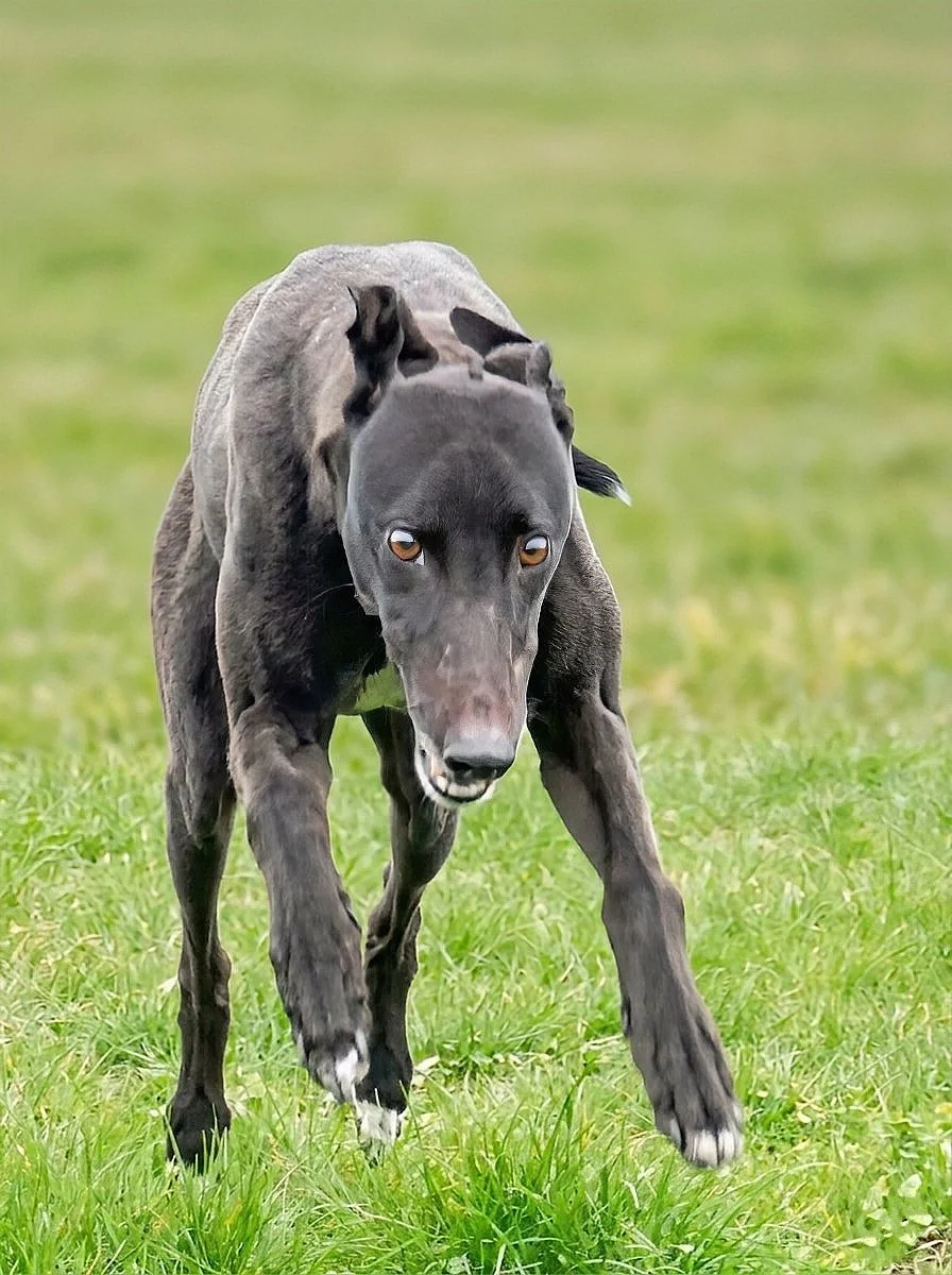 A black dog with a sleek coat running on a grassy field, looking directly at the camera.