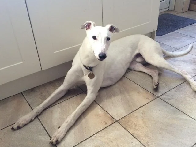 Smudge (Hurry Home)