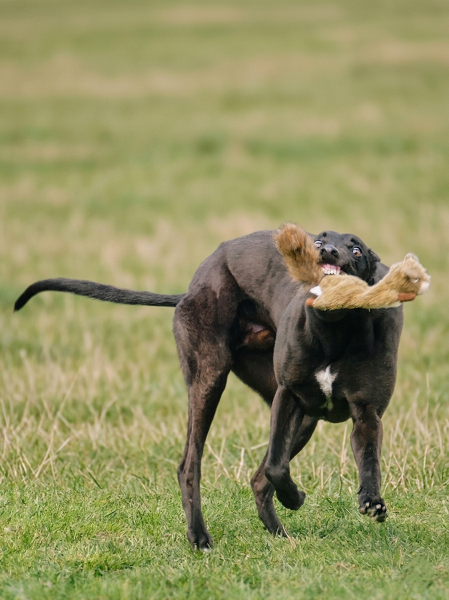 Two dogs playing on a grassy field with one grabbing the other's neck