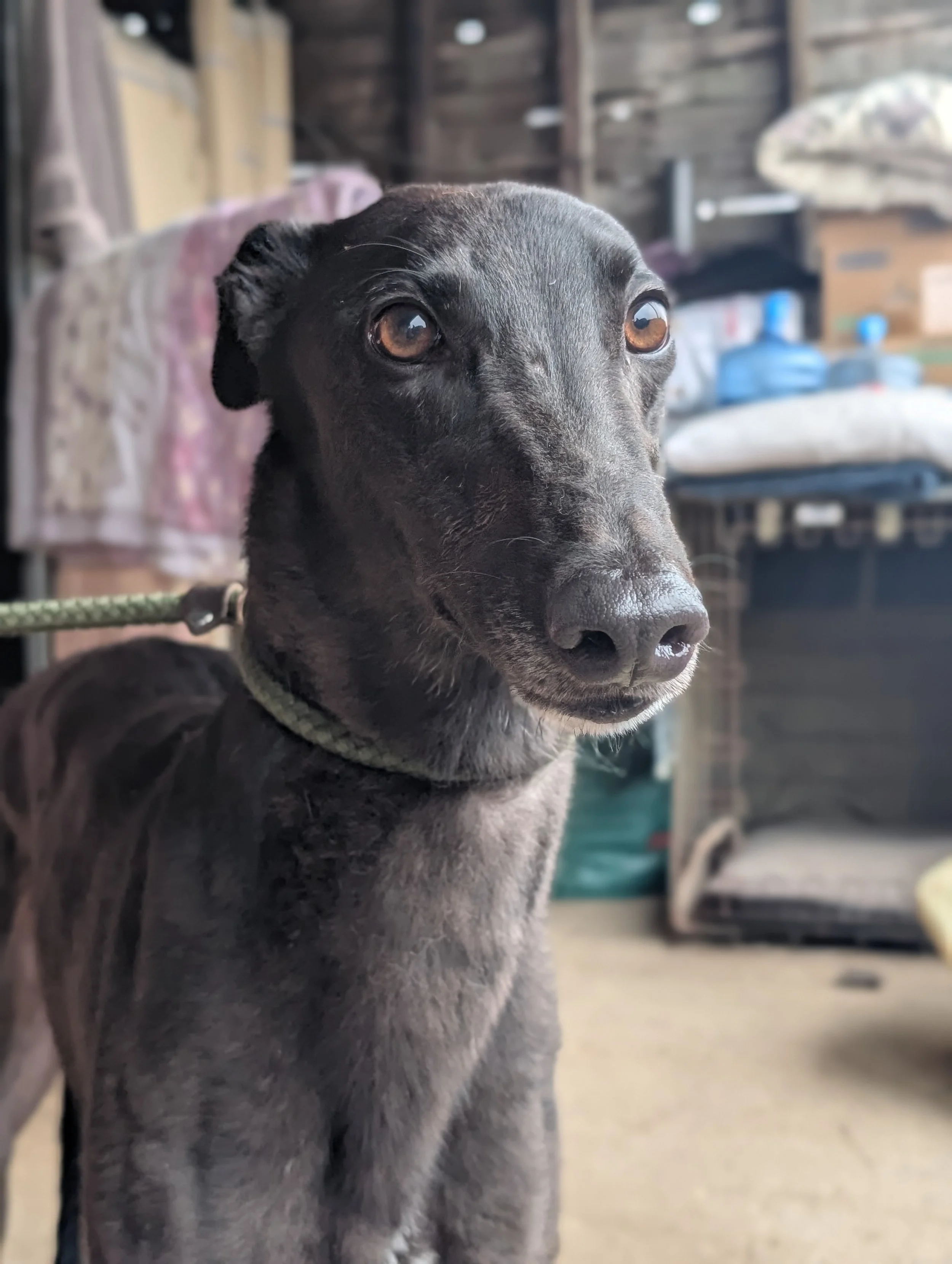 Close-up of a black dog with brown eyes, standing indoors with a wooden wall background, some folded towels, and storage shelves.