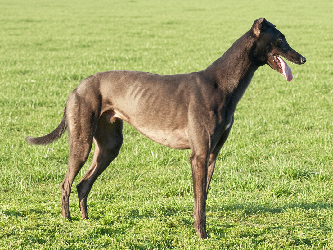 Italian Greyhound standing on a grassy field with its tongue out.