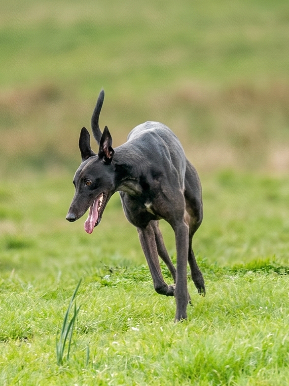 Black Greyhound running on grass with tongue out