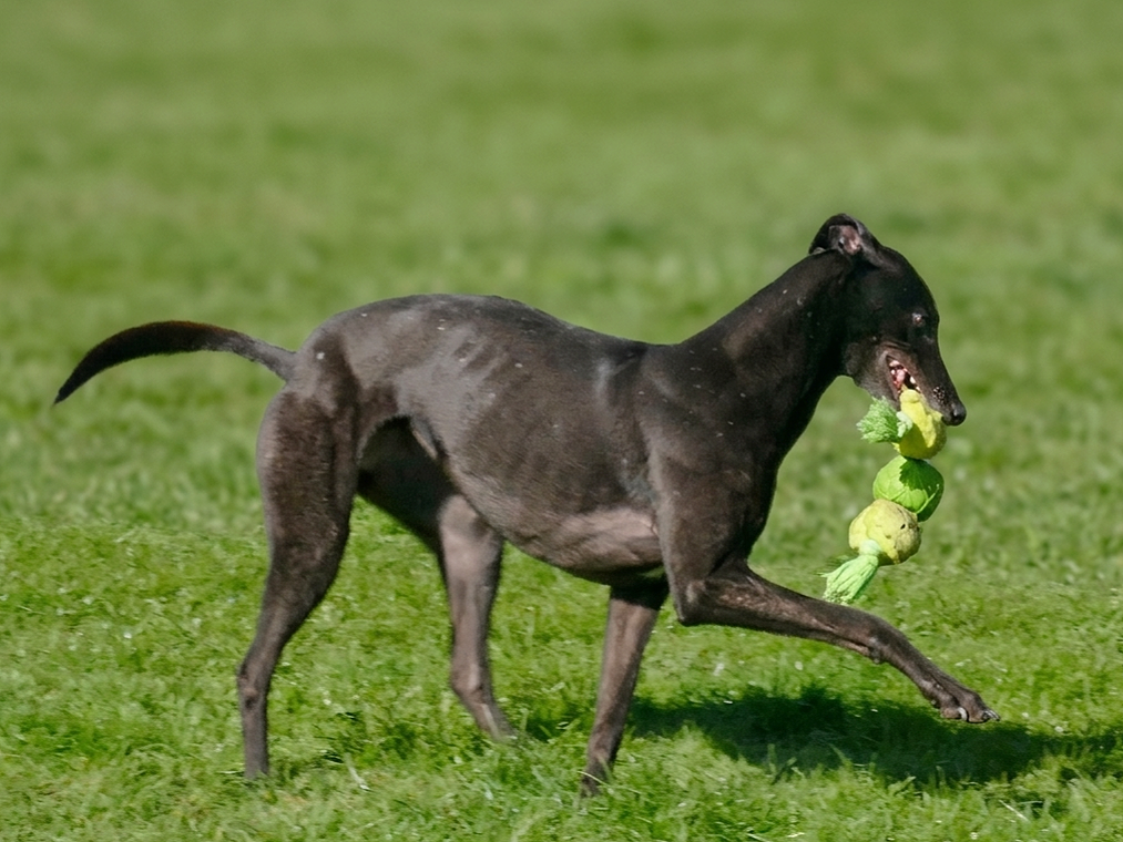 A black greyhound dog running on grass with a green tennis ball in its mouth.