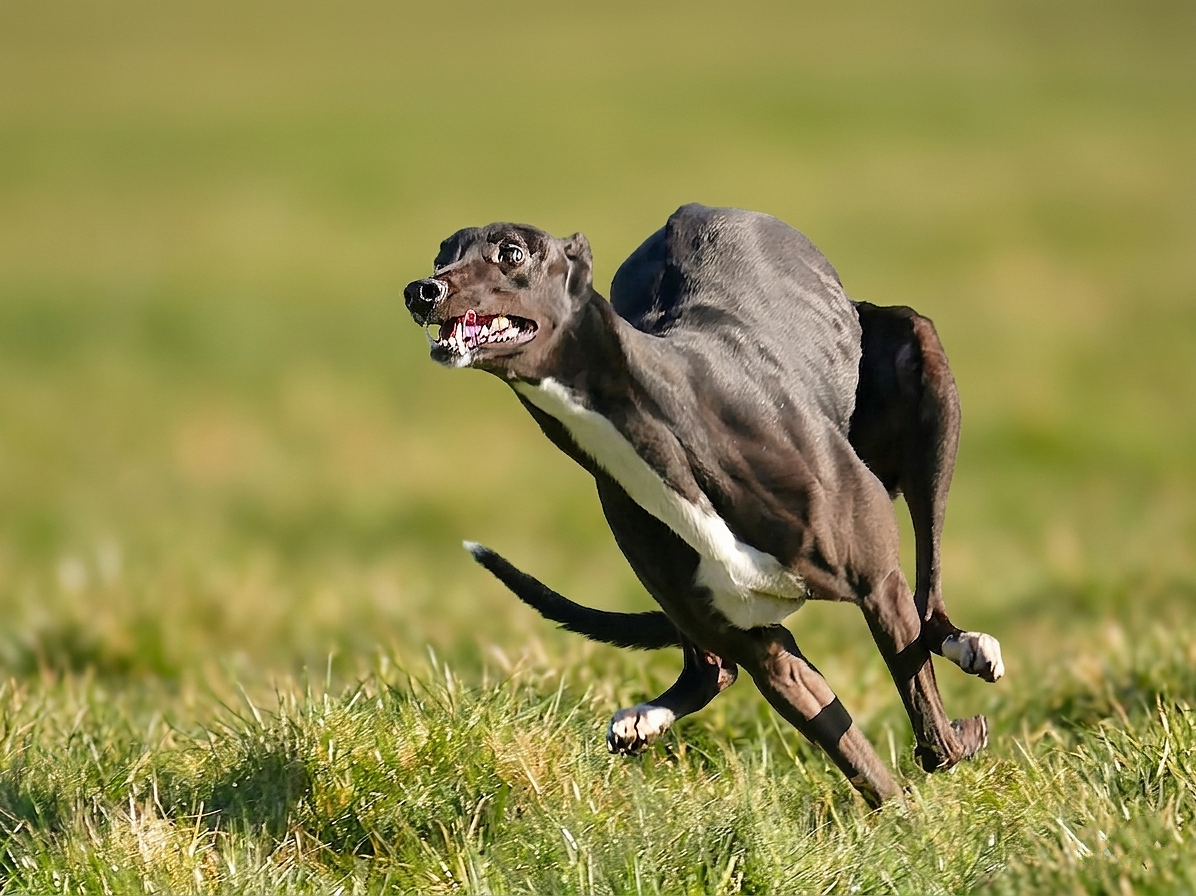 A greyhound running on grass field with a focused expression.