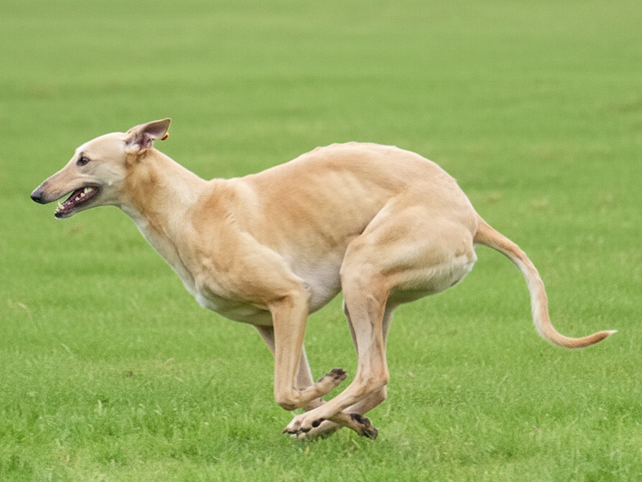 A tan dog running on green grass