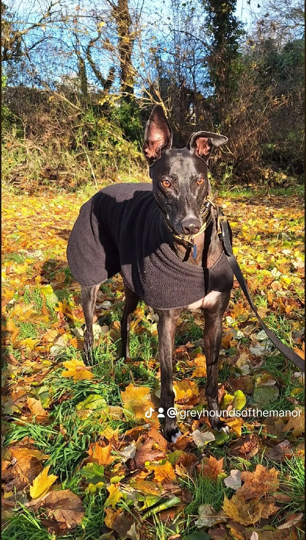 Greyhound wearing a black coat standing on colorful autumn leaves.
