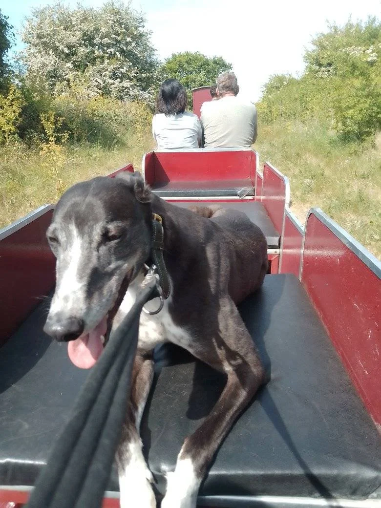 A black and white dog lying in the back of a red open carriage, with two people sitting in front, traveling through a grassy area with bushes and trees.