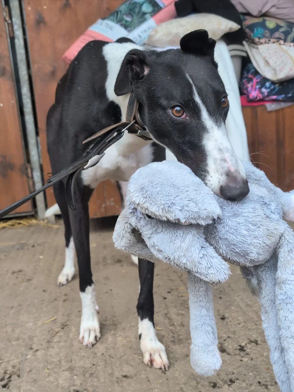 Black and white dog with a slender build and brown eyes, holding a grey plush toy in its mouth, standing on a dirt floor inside a wooden enclosure with stacked blankets in the background.
