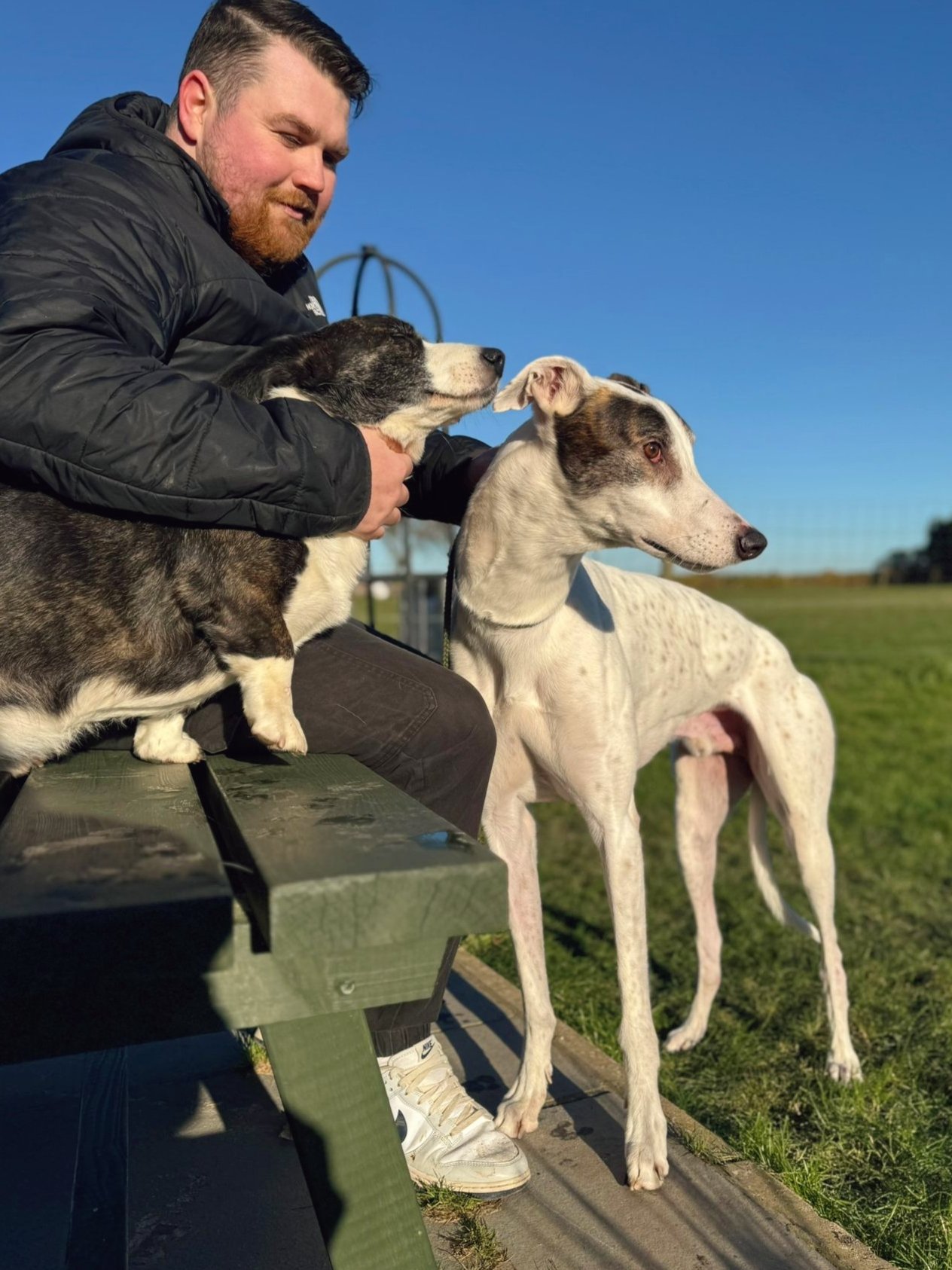 A man sitting on a bench with two dogs, one sitting next to him and the other standing in front of the bench, outdoors on a sunny day.