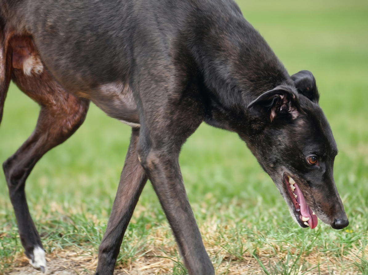 A black and brown dog with a shiny coat sniffing the grass outdoors.