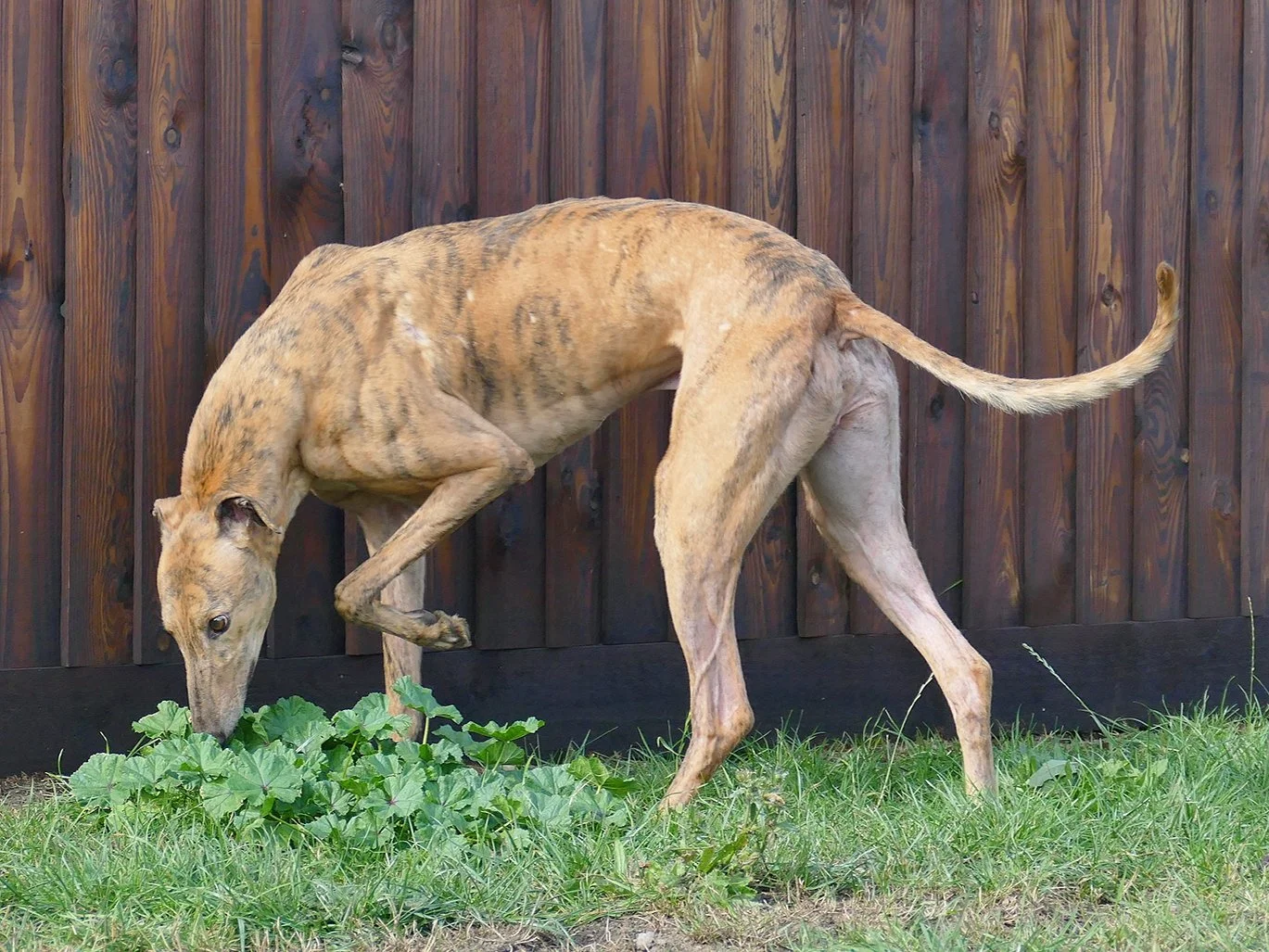 A tan and brindle greyhound dog sniffing green plants in front of a wooden fence.