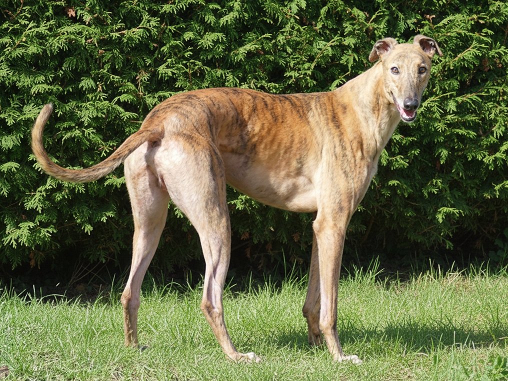 A slender dog with a tan, striped coat standing on grass in front of green shrubs, smiling with its mouth open.