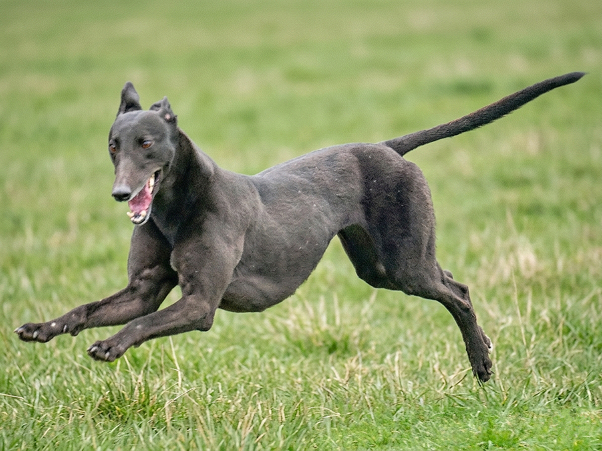A black dog, possibly a Greyhound or Whippet, running across a grassy field with a joyful expression.