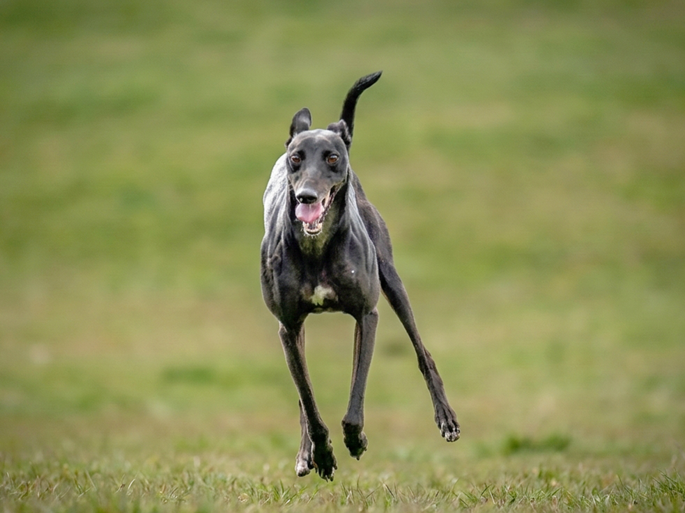 A black Greyhound running on grass with a joyful expression.