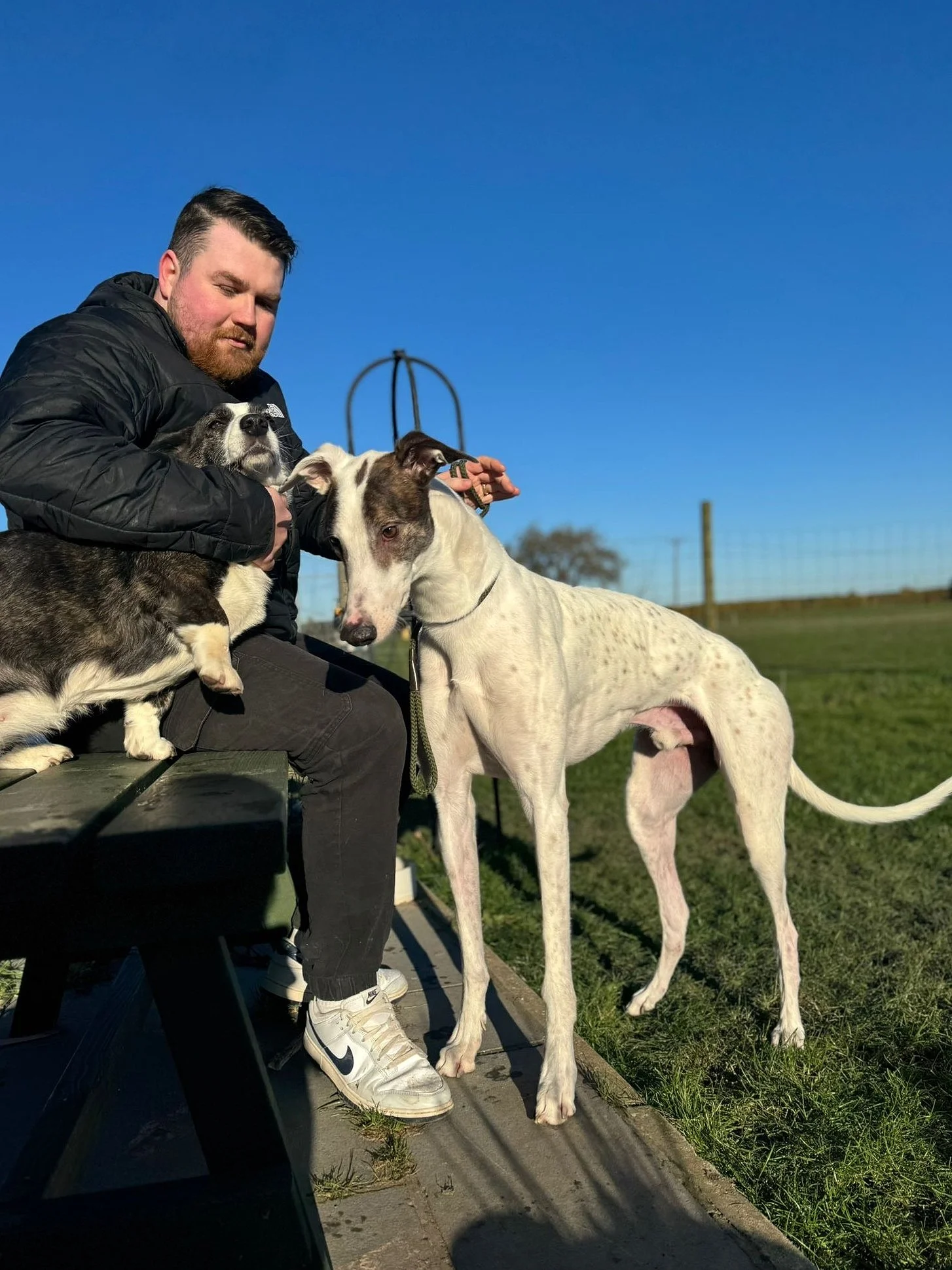 A man sitting on a park bench with two dogs: a small black and white dog on his lap and a large white dog standing beside him on a grassy field. The sky is clear and blue.