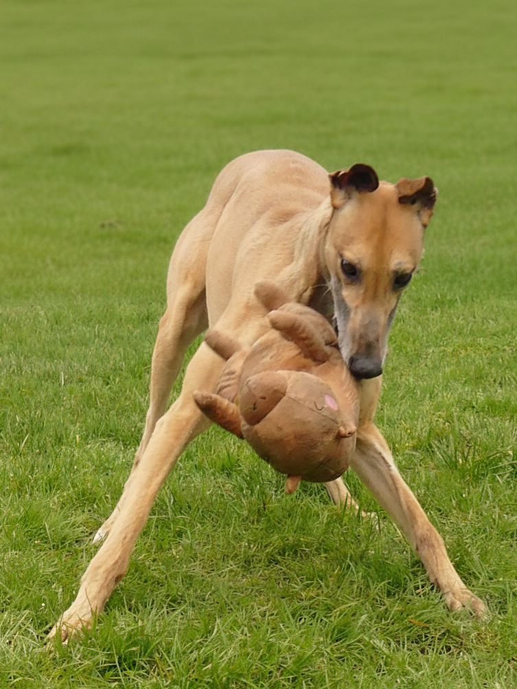 A dog running on grass carrying a large, ball-shaped toy in its mouth.