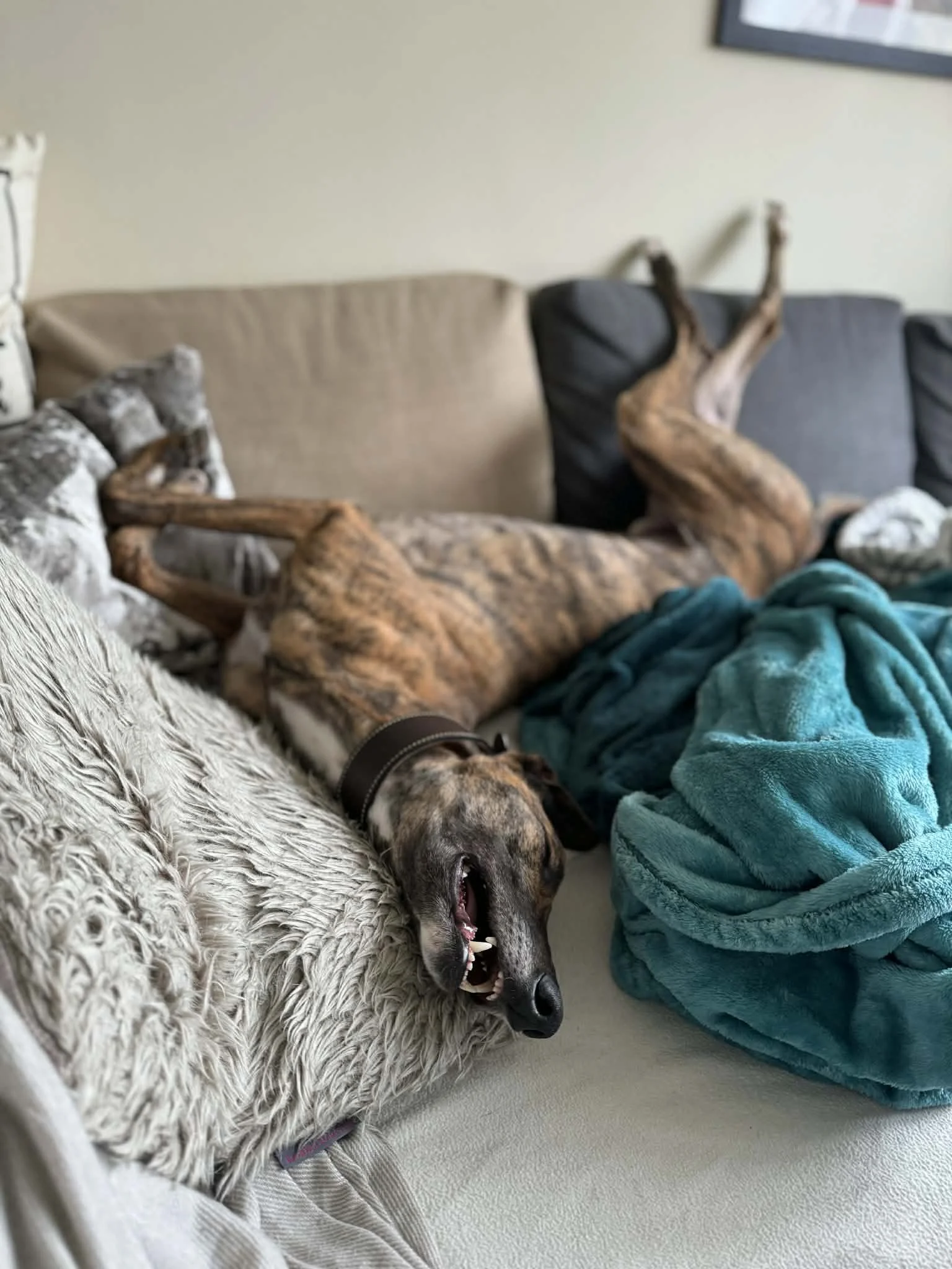 Dipper (Bonnies Boy)