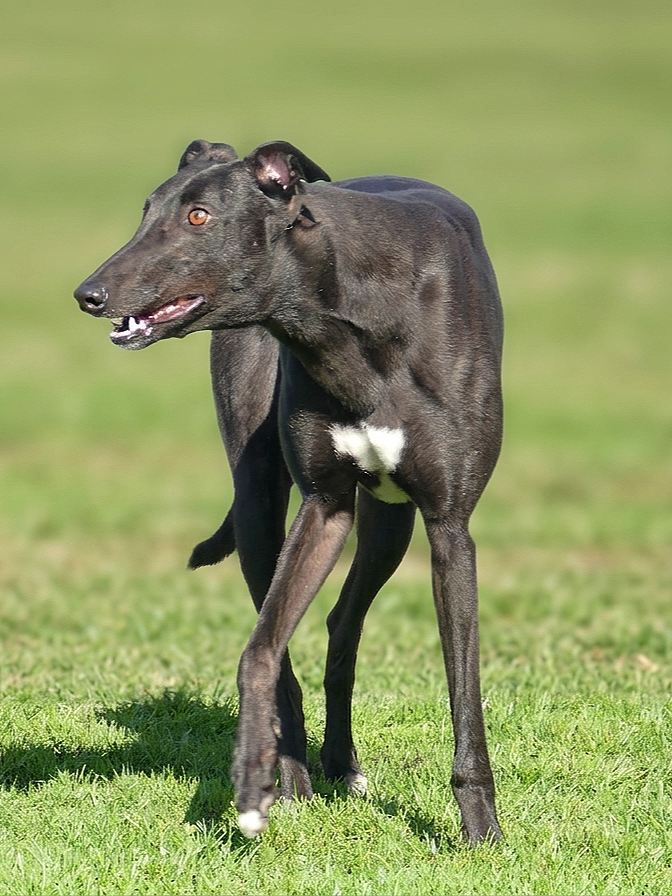 A black dog with an unusual head turned sideways in a grassy field.
