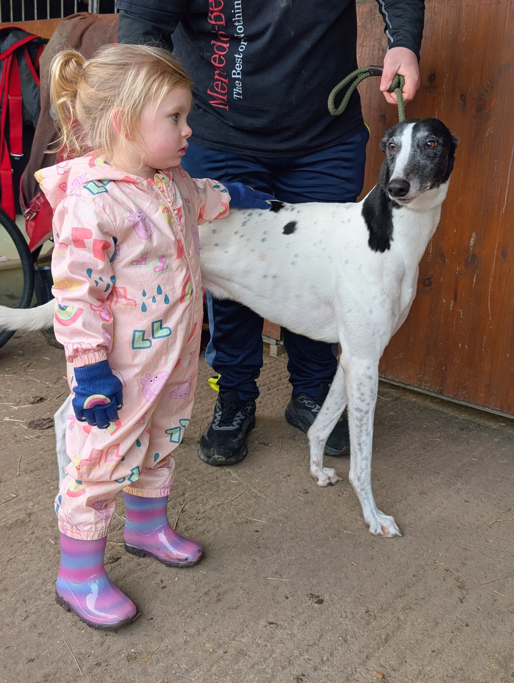 A young girl in a colorful unicorn-themed rain suit and rainbow rain boots stands next to a large white and black dog, while another person holds the dog's green leash. The scene appears to be in a barn or similar setting.