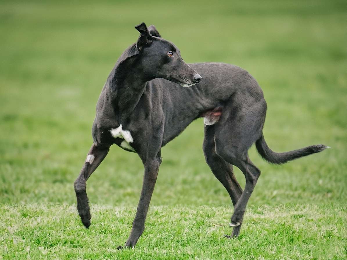 A black Greyhound dog with a white patch on its chest standing on a grassy field, looking to the left.