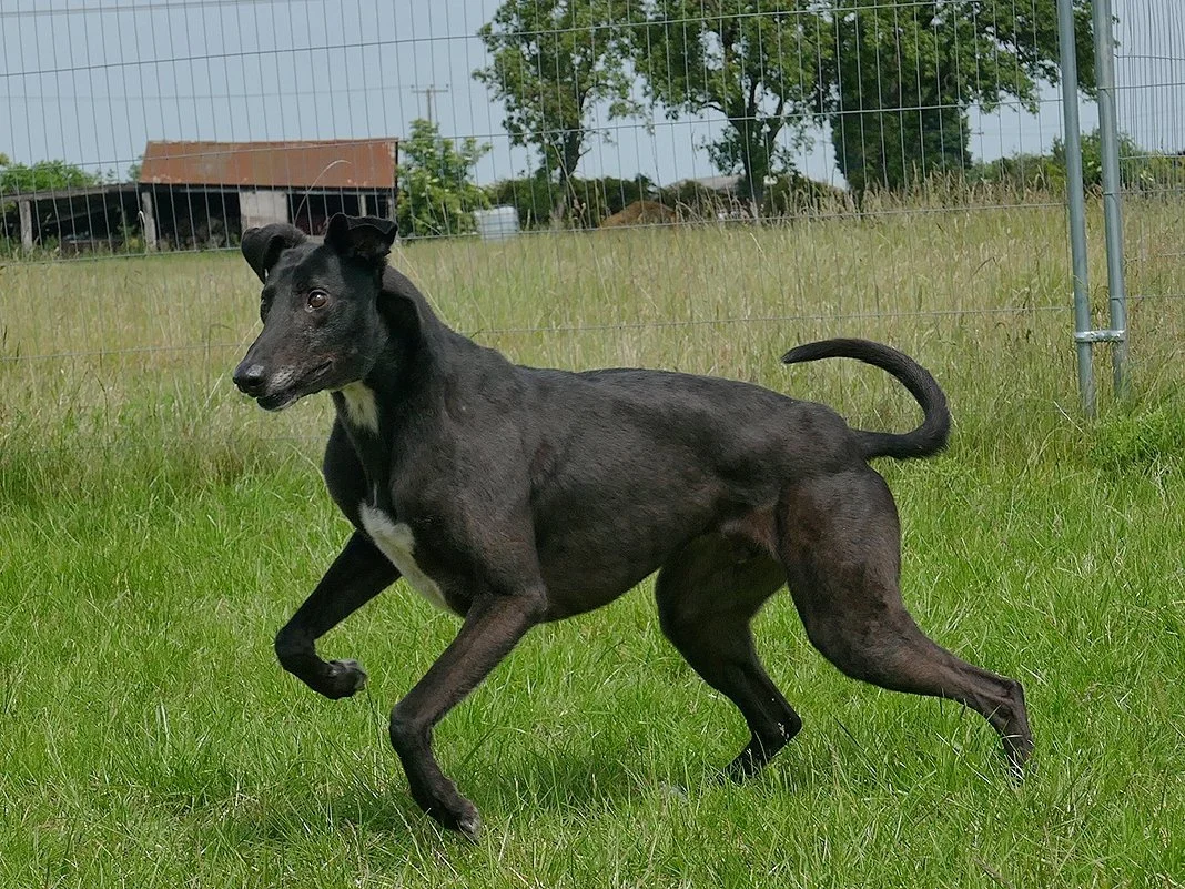 A black dog with white markings on its chest playing or running on green grass, with a metal fence in the background.