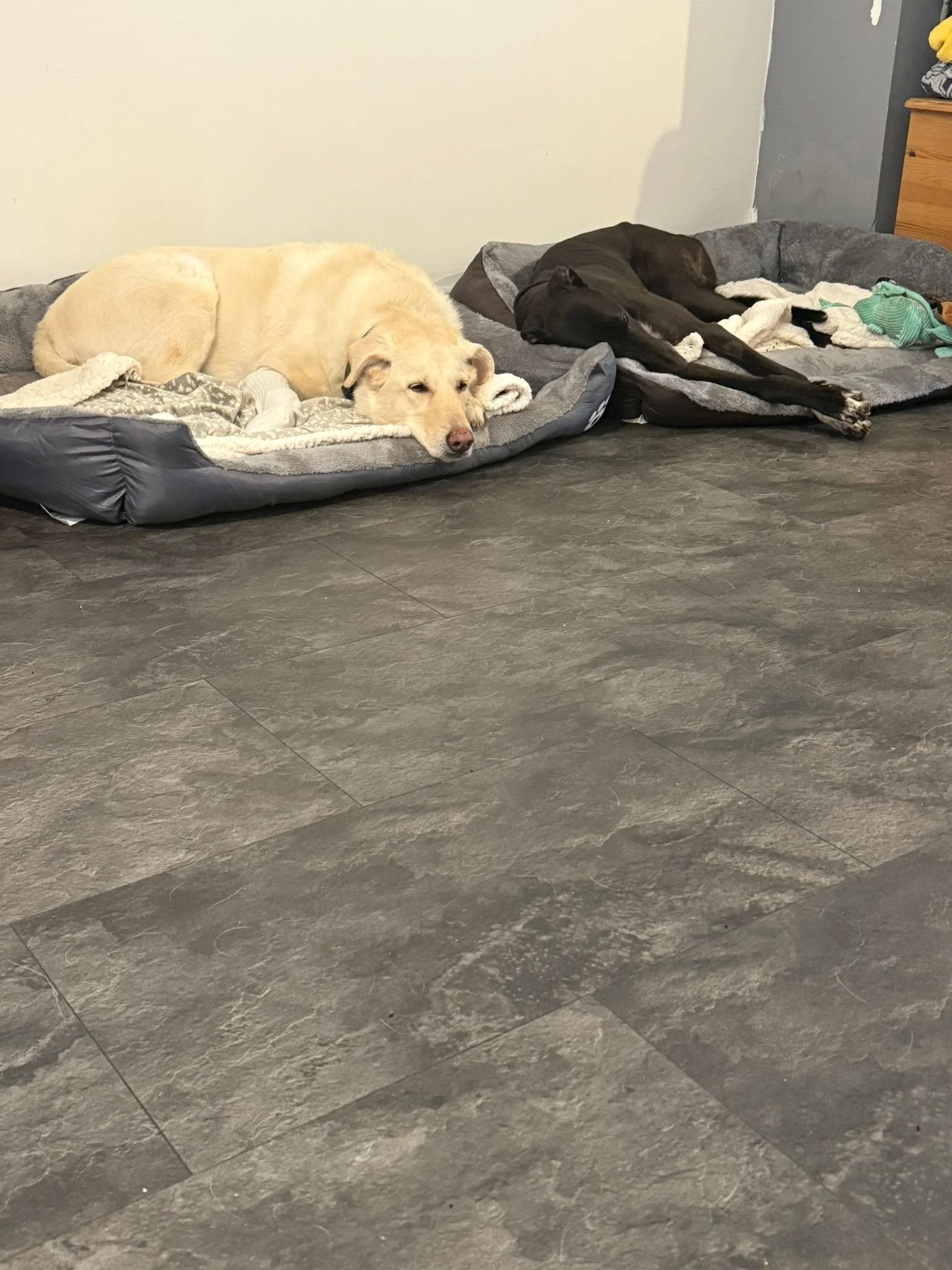 Manny (Prestige Dream)