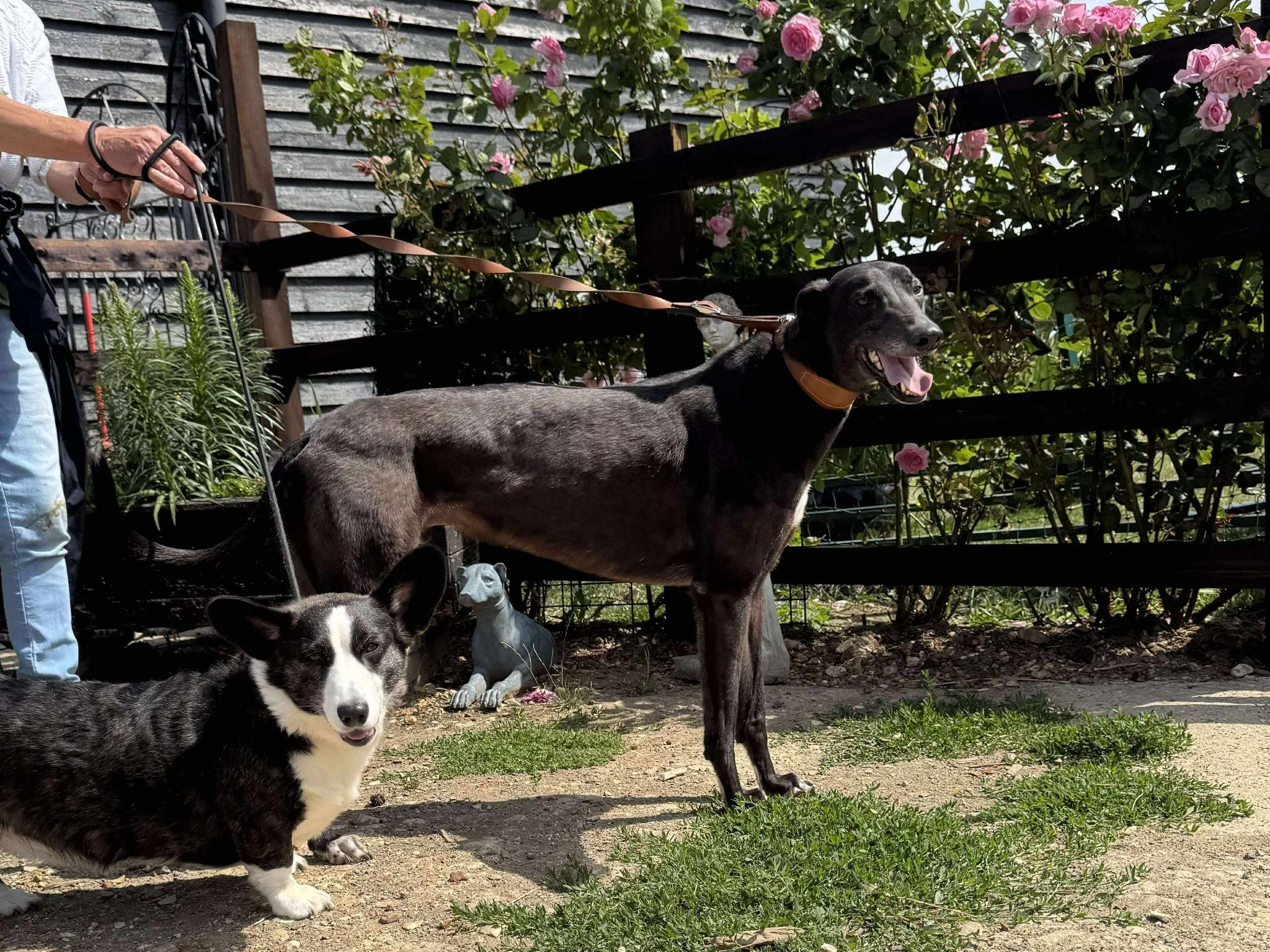 Two dogs, a corgi and a black greyhound mix, standing on a grassy and dirt area outdoors, with a garden and pink roses in the background.