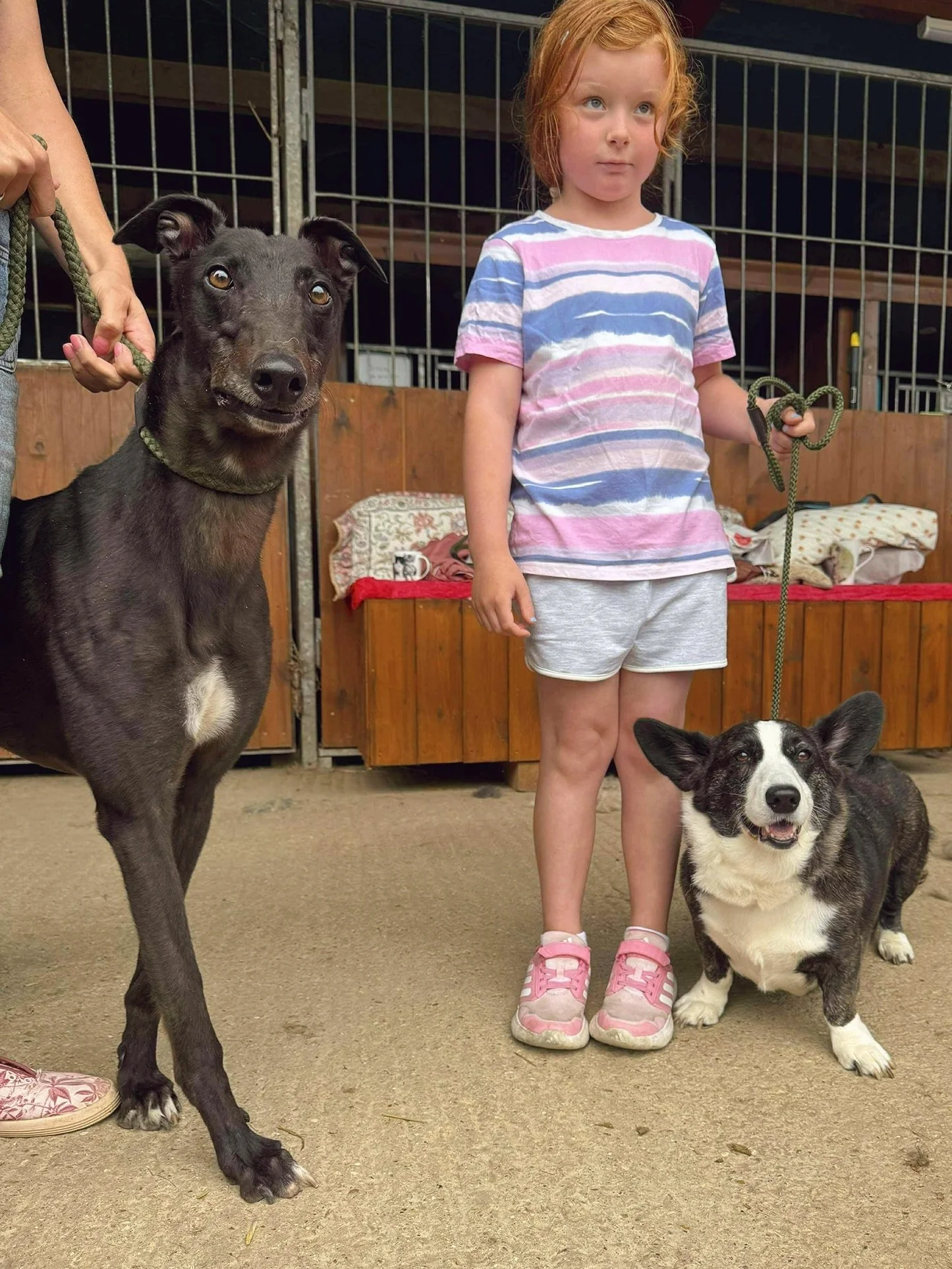 A young girl standing on a concrete floor inside a pet shelter, holding a leash attached to a black and white corgi. Next to her is a tall, slim black dog with a tan nose, being held on a leash by an unseen person. The background shows wooden kennels