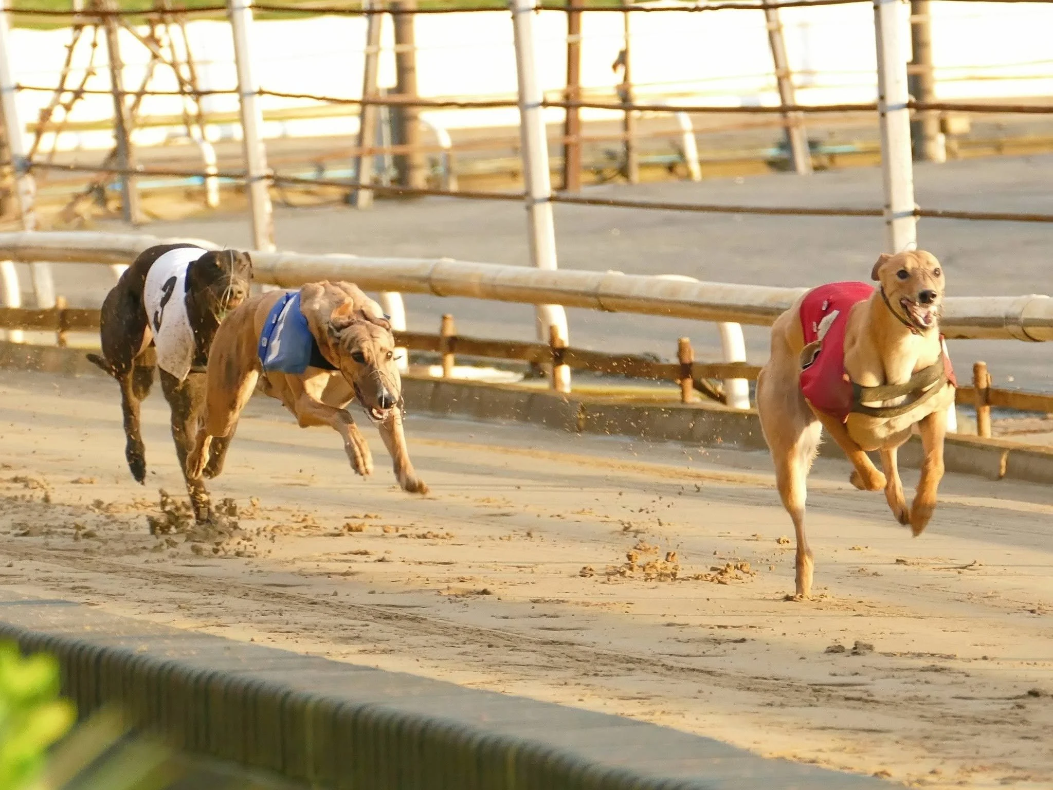 Four greyhounds wearing racing vests and belts run on a sandy racetrack with wooden and metal railings.